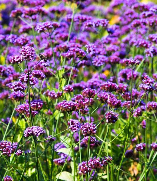 Verbena bonariensis 'Violet Blue'